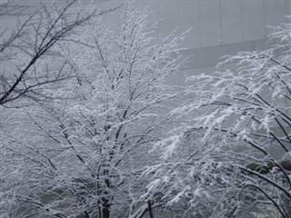 重い雪_img