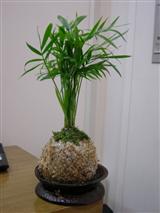 癒しの６月_img