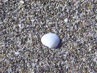 a lone_img