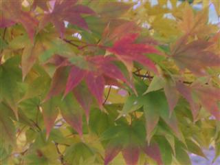 muranaka’s eyes_img