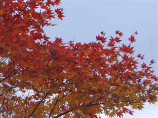 紅葉_img
