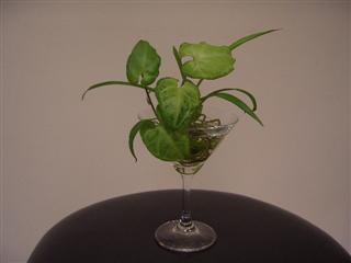 観葉植物_img