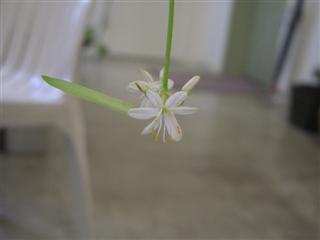 初夏_img