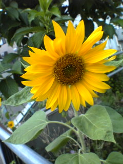 hot muranaka’s_img