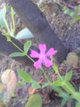 happy muranaka’s_img