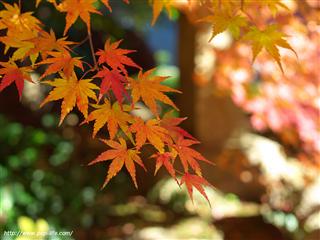 muranaka muranaka’s_img