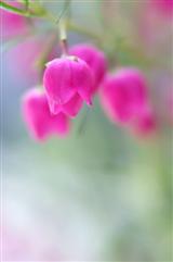 春_img