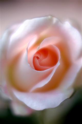 花_img