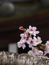 桜です_img