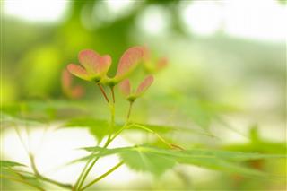 父は千の風になった・・・_img