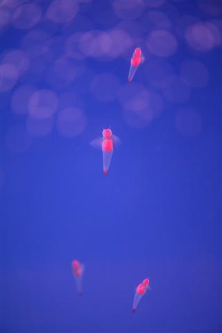 クリオネ_img