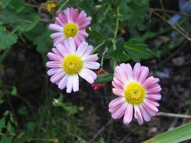 花花_img