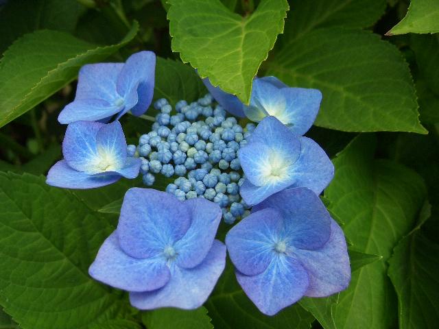 額紫陽花_img
