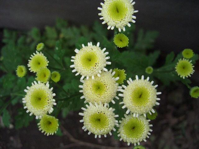 菊_img