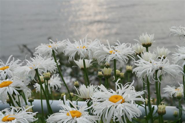 真夏日_img