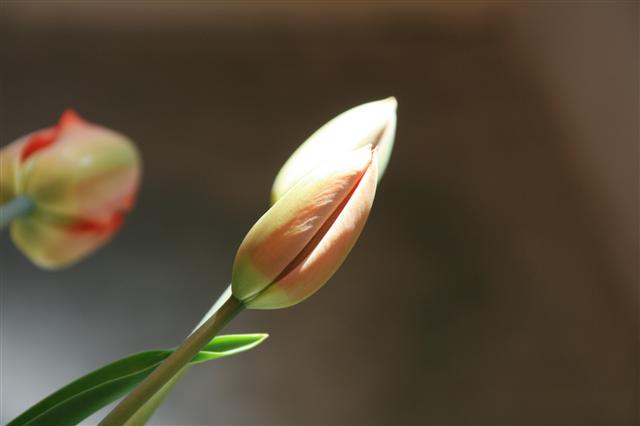蕾_img