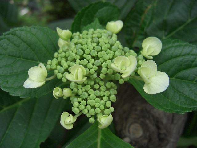 紫陽花の季節_img