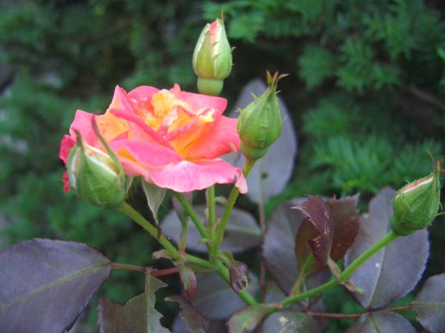 薔薇_img