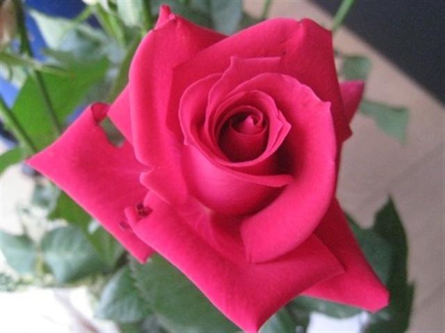 ８月の薔薇_img