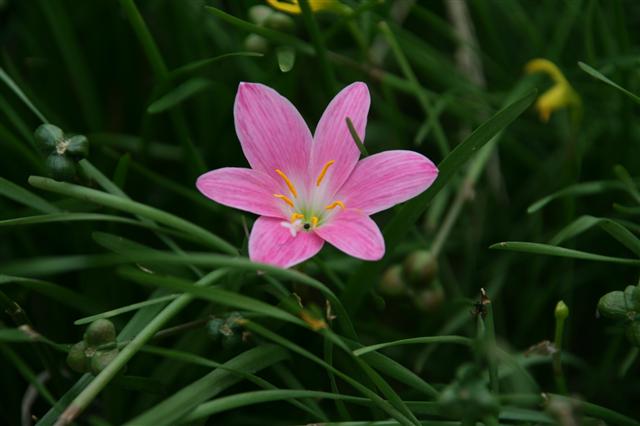 花_img