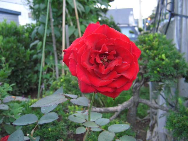 J:COM便り_img