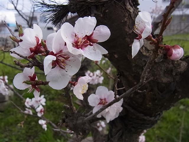 ありがとう_img