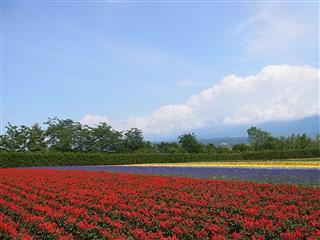 富良野の画像
midashi2７月１９日_img