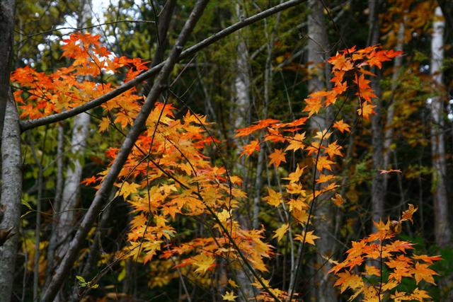 紅葉_img