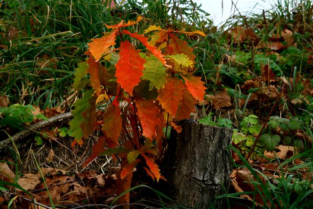 紅葉_img