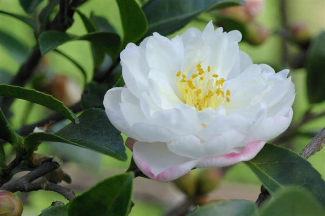 花_img