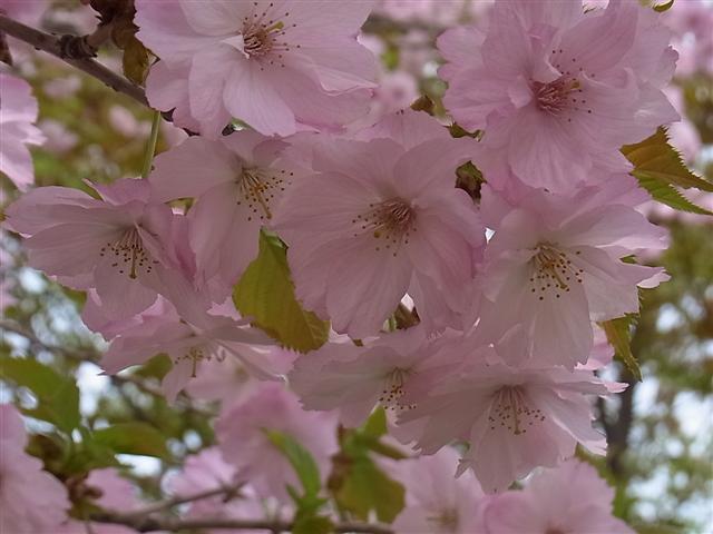 桜の花_img