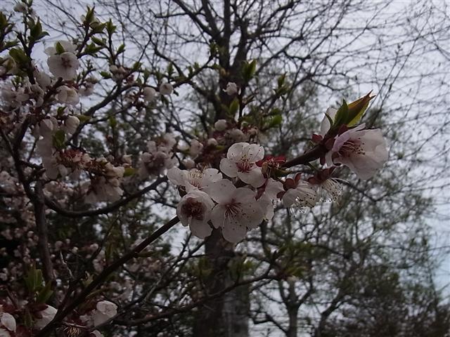 今日と明日_img