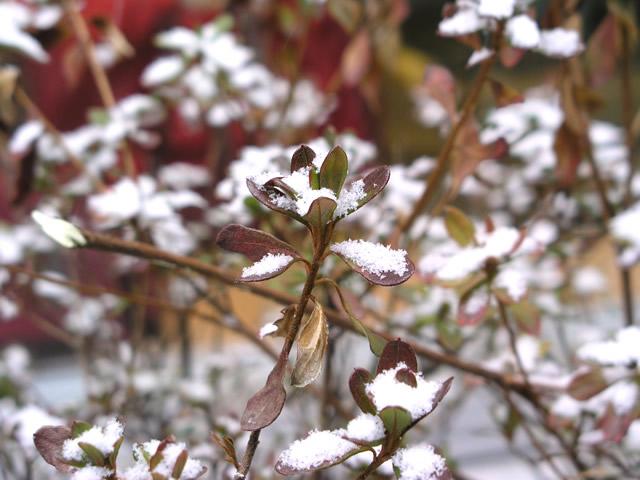 初雪？_img