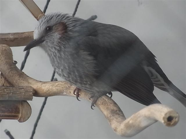 会いたい_img
