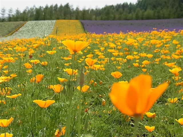 ,美瑛のころ_img
