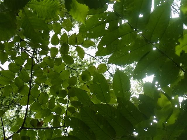 背筋_img