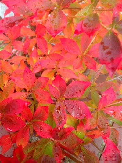１１月ですね_img