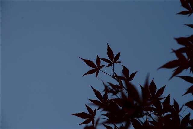 こんにちは_img