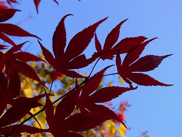 青空_img