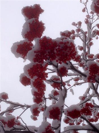 雪ね_img
