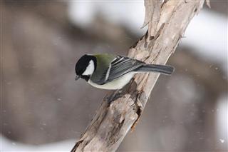 閑古鳥_img