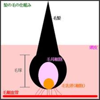 スキャルプケア_img