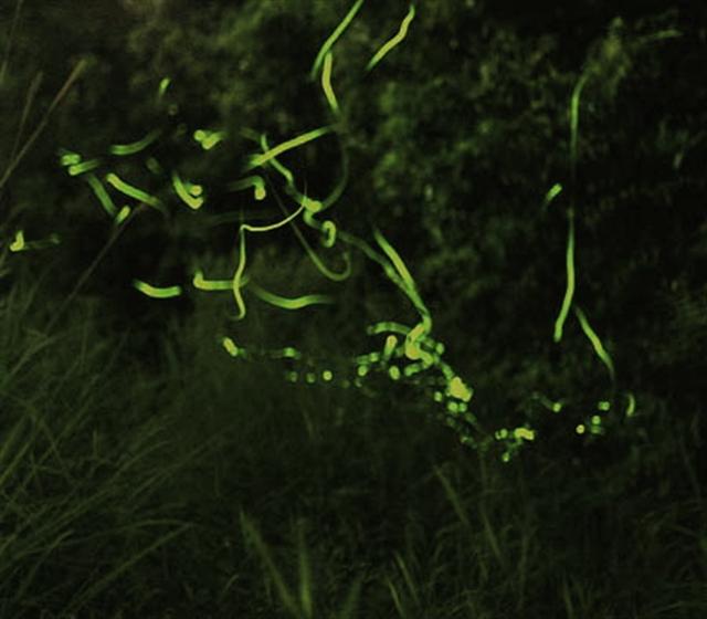 ＨＯＴＡＬ
midashi2Firefly_img