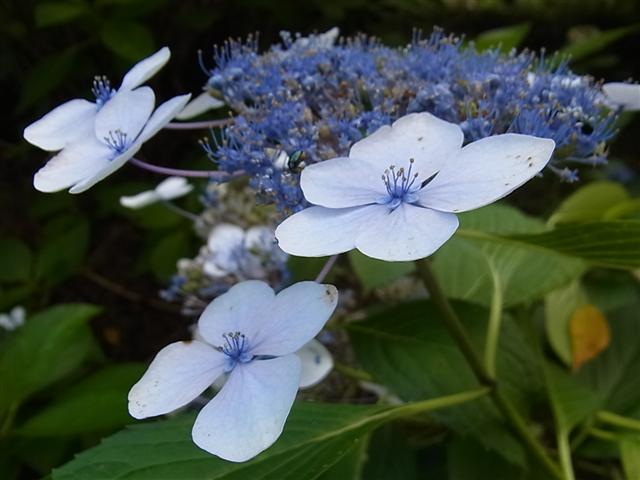 花_img