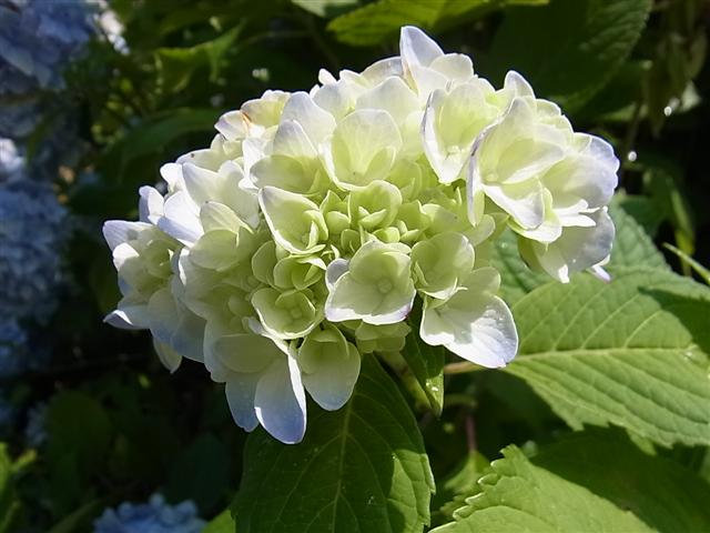 花_img