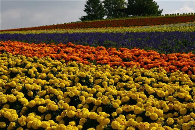 花_img