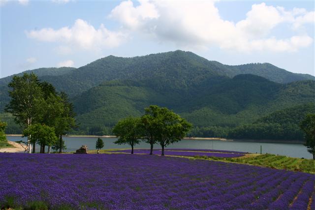 花_img
