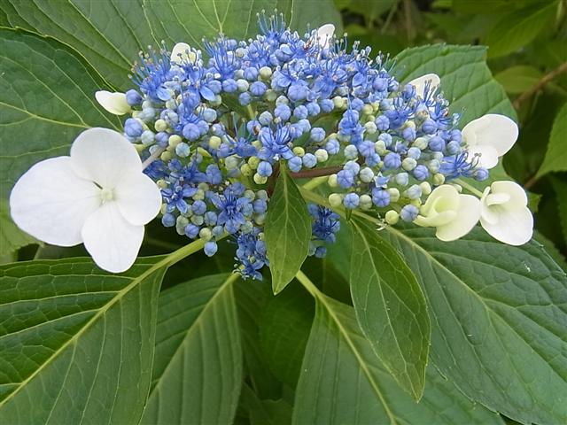 紫陽花_img