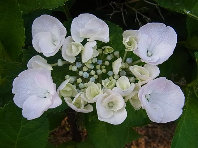 額紫陽花_img