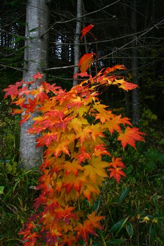 今年の紅葉_img